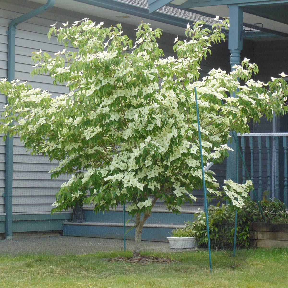 Cornus kousa on sale milky way