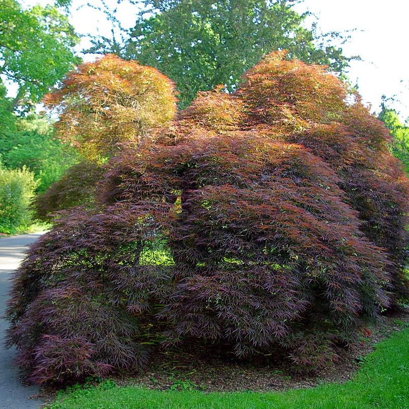 Acer palmatum 'Red Select' Red Select Japanese Maple King's Sunset
