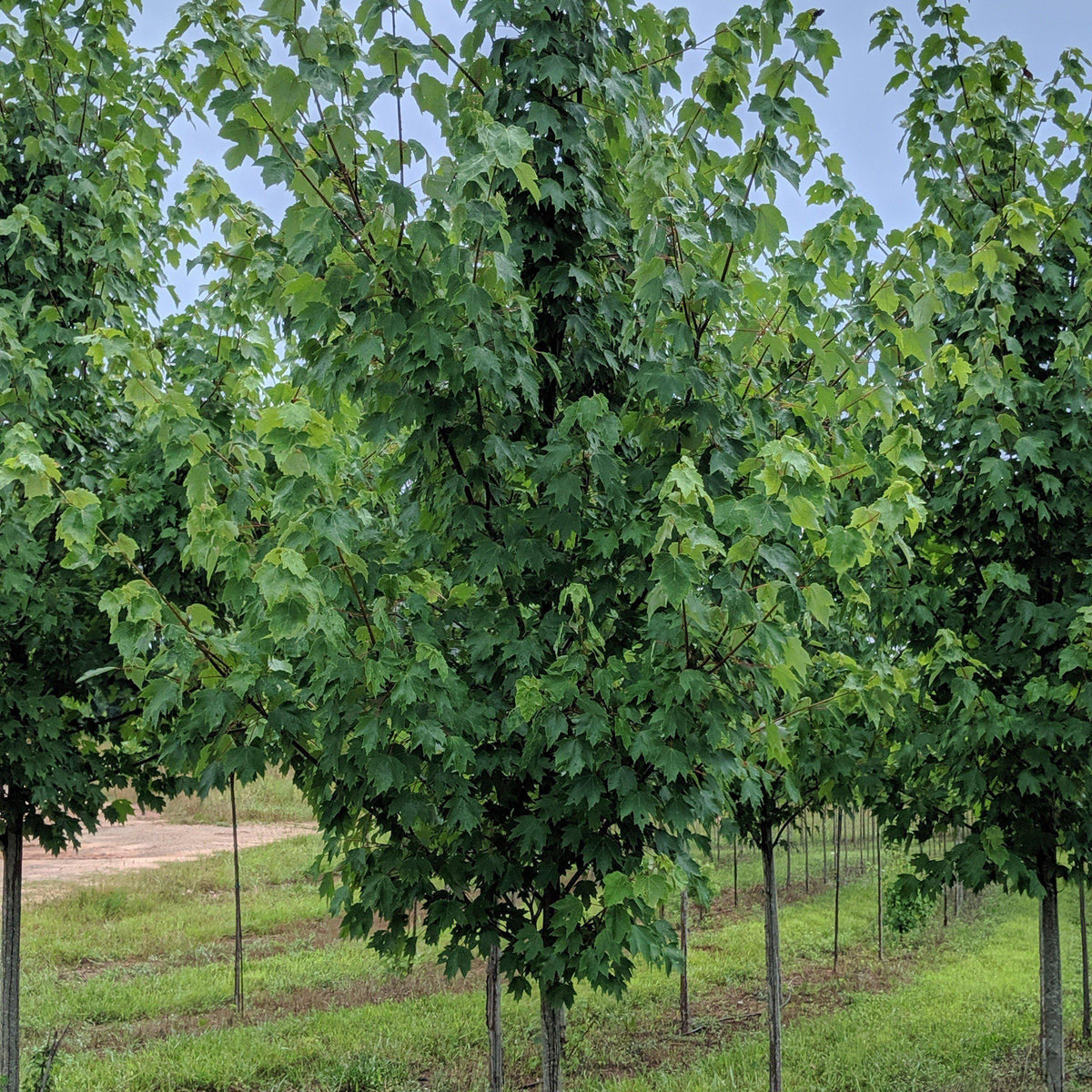 Autumn Blaze® Maple, Acer x freemanii 'Jeffsred', Monrovia Plant