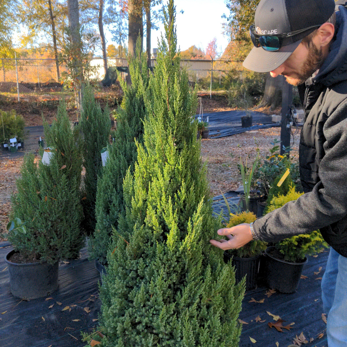 Juniperus chinensis 'Blue Point' Blue Point Juniper King's Sunset