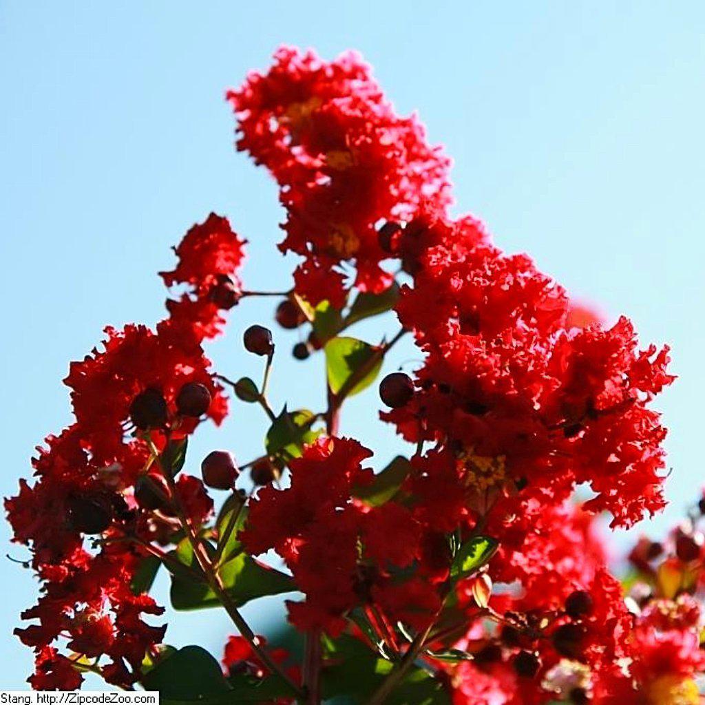 Lagerstroemia indica 'Whit II' PP0296 ~ Dynamite® Crape Myrtle – King's ...