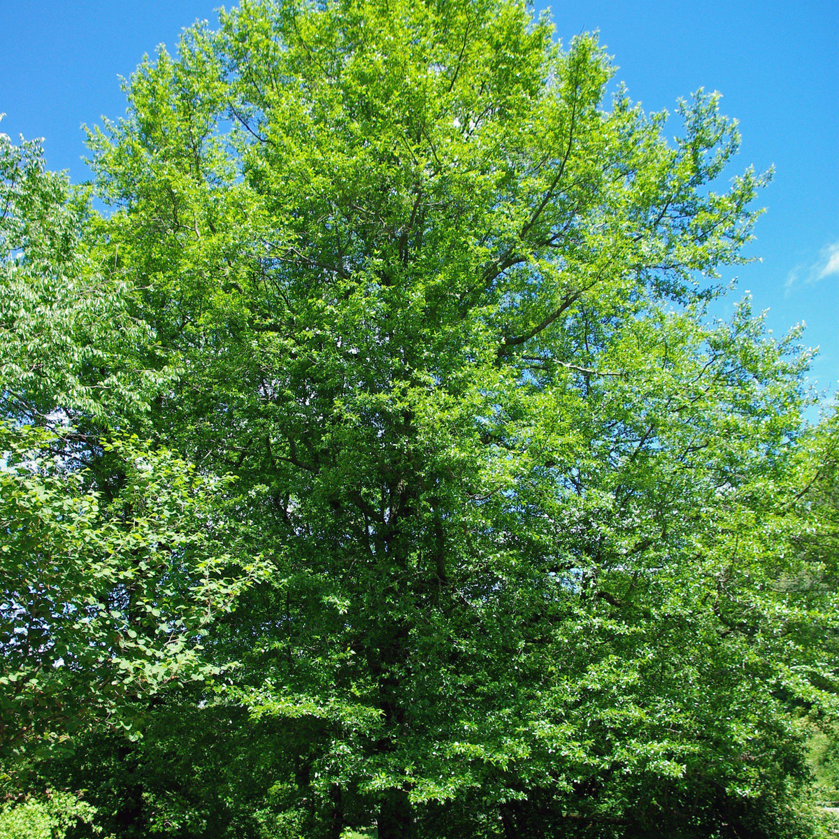 ◆sala tree◆ Sal Tree Trees Wednesdays History Buddhism Stock Photo