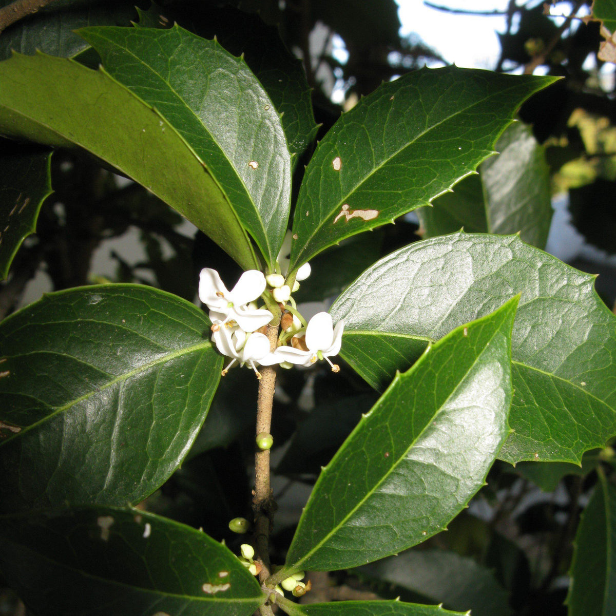 Osmanthus fortunei ~ Fortune's Osmanthus – King's Sunset Nursery
