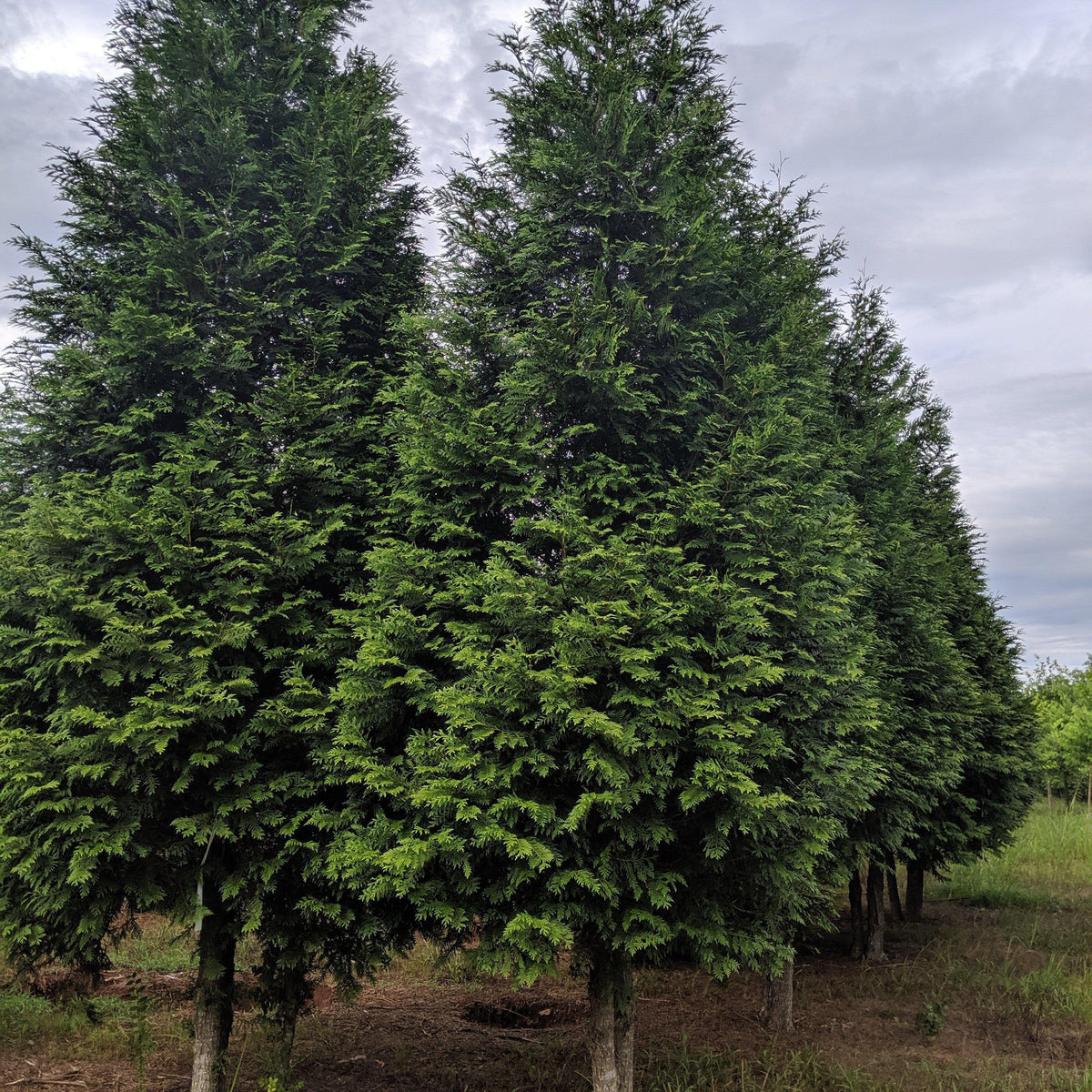 Thuja 'Green Giant' ~ Green Giant Arborvitae – King's Sunset Nursery