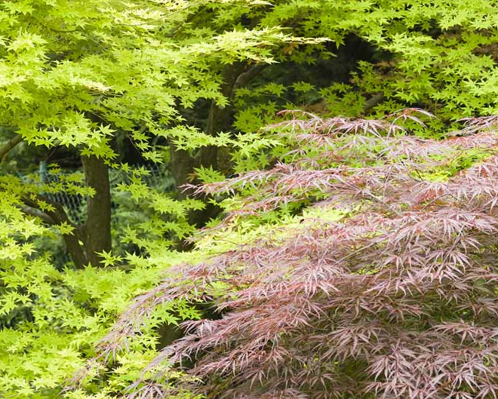 Collections – King's Sunset Nursery