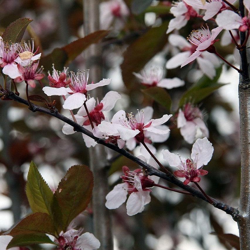 Prunus cerasifera 'Thundercloud' ~ Thundercloud Purple Leaf Plum – King ...