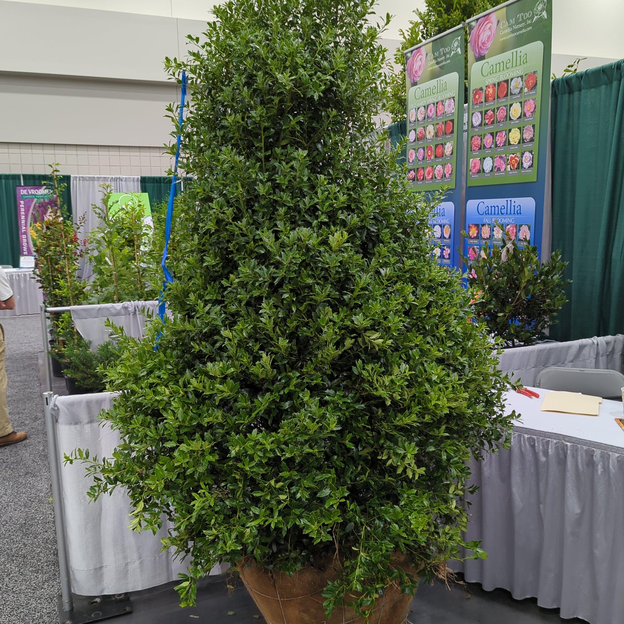 holly。様 Ilex x 'HL10-90' ~ Christmas Jewel® Holly – Moon's Tree Farm