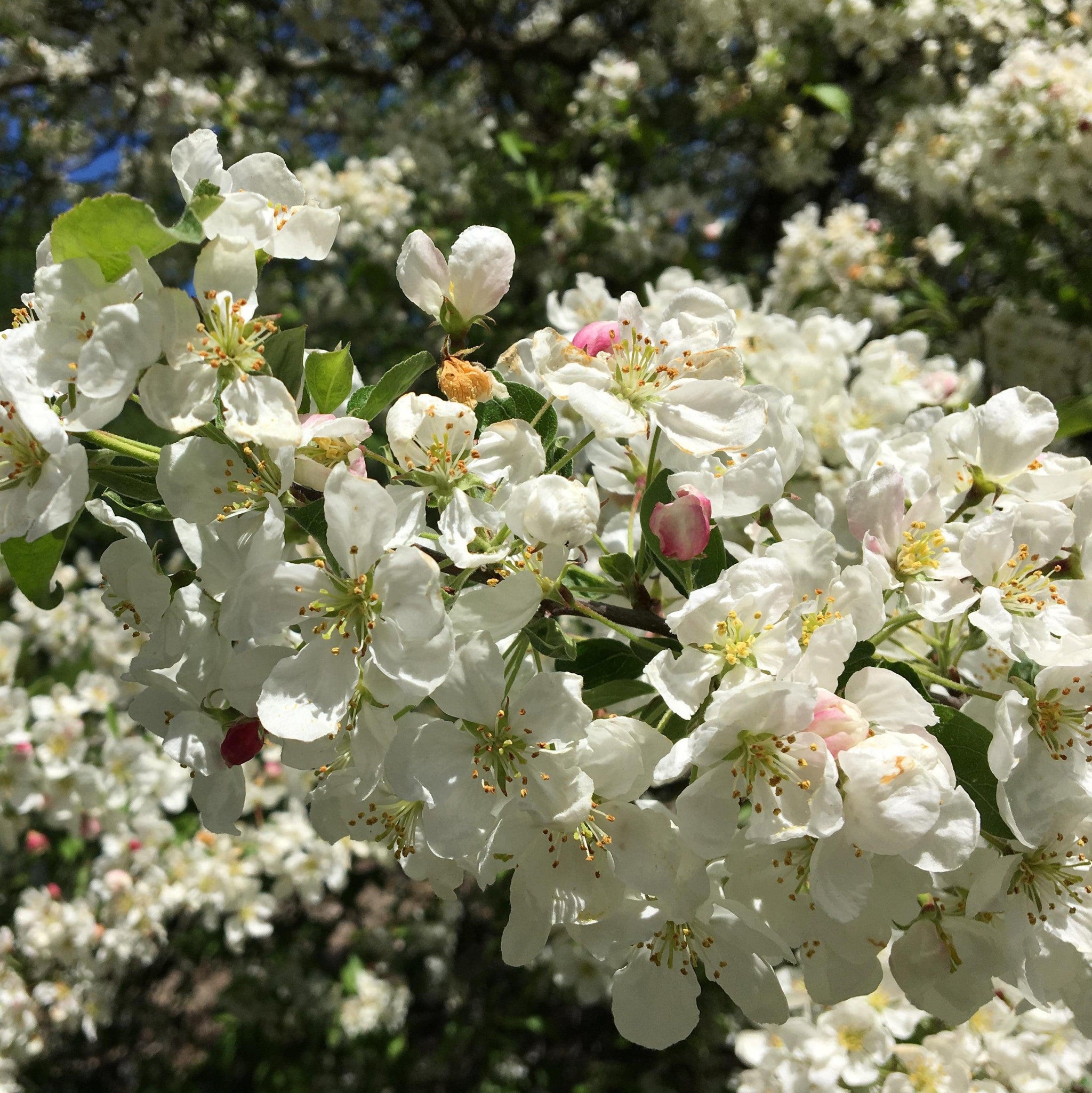 アップル アップル(2)9/24 大11 adidas-zx-8000-orbit-grey-
