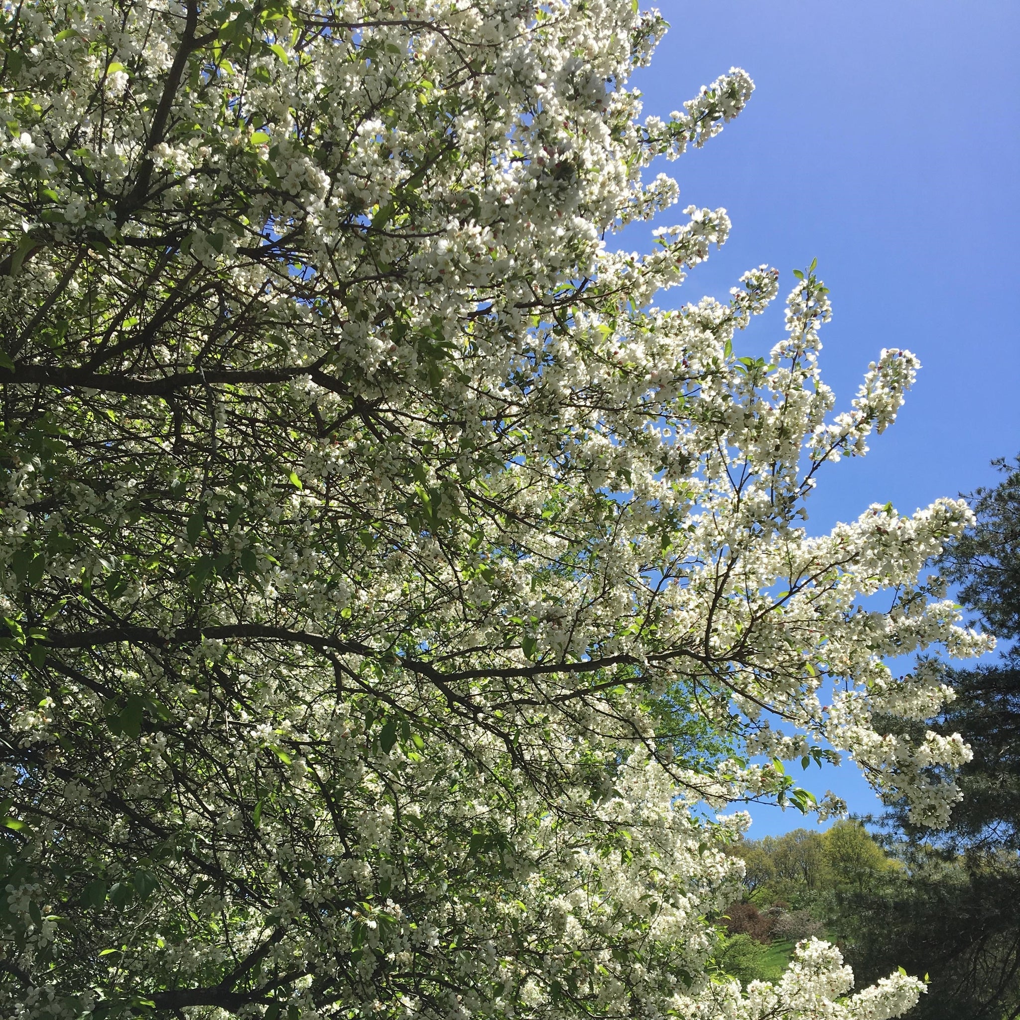 Malus x 'Zumi' ~ Zumi Crabapple – King's Sunset Nursery