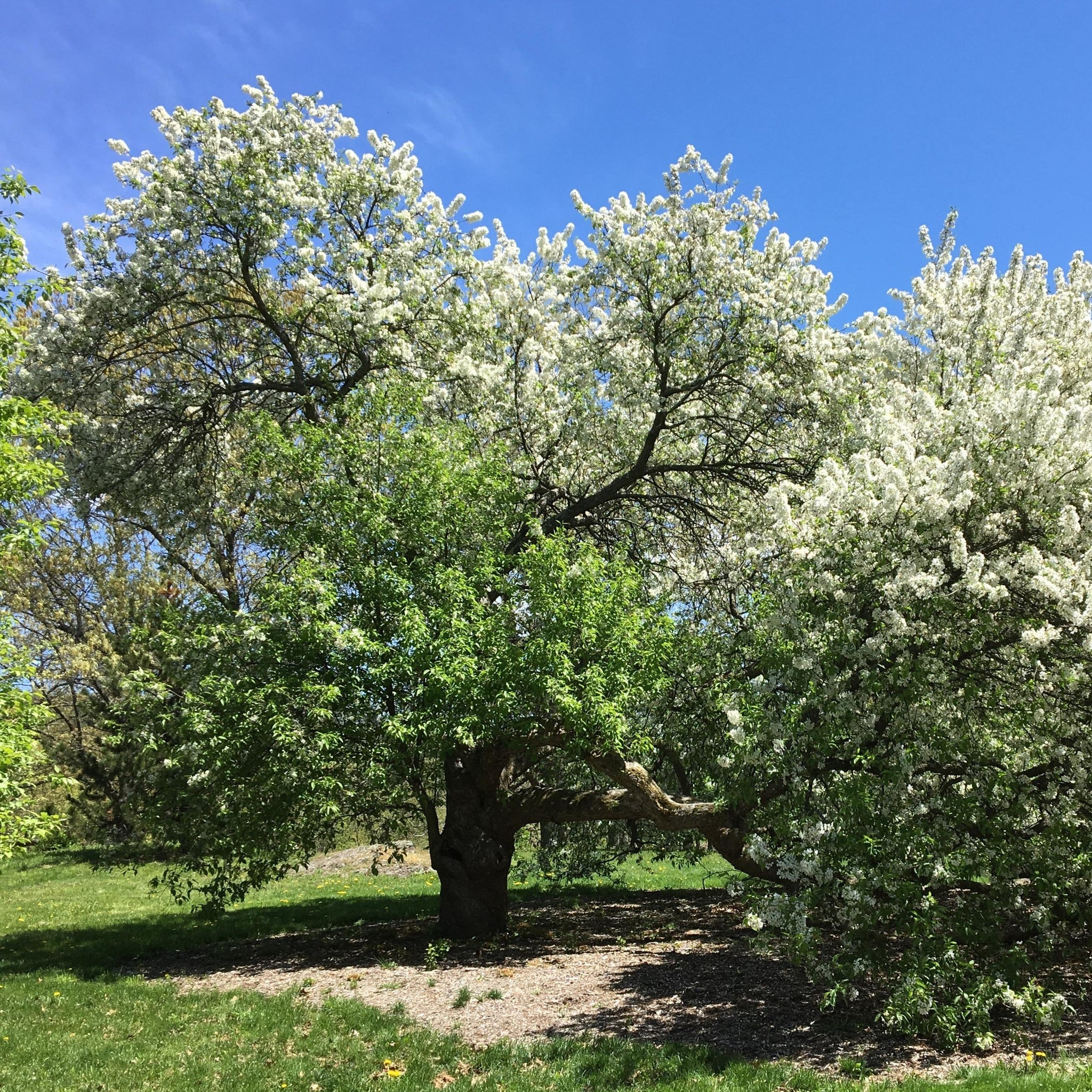Malus x 'Zumi' ~ Zumi Crabapple – King's Sunset Nursery