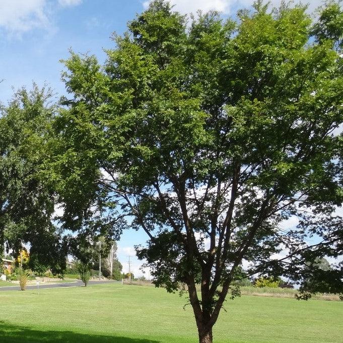 Chinese Elm 'Ulmus Parvifolia' Evergreen, Bark & Foliage, Also Known As Lacebark Elm, Growing In Park Setting California Image653457651 Chinese Elm 'Ulmus Parvifolia' Evergreen, Bark & Foliage, Also Known As Lacebark Elm, Growing In Park Setting California Image653457651