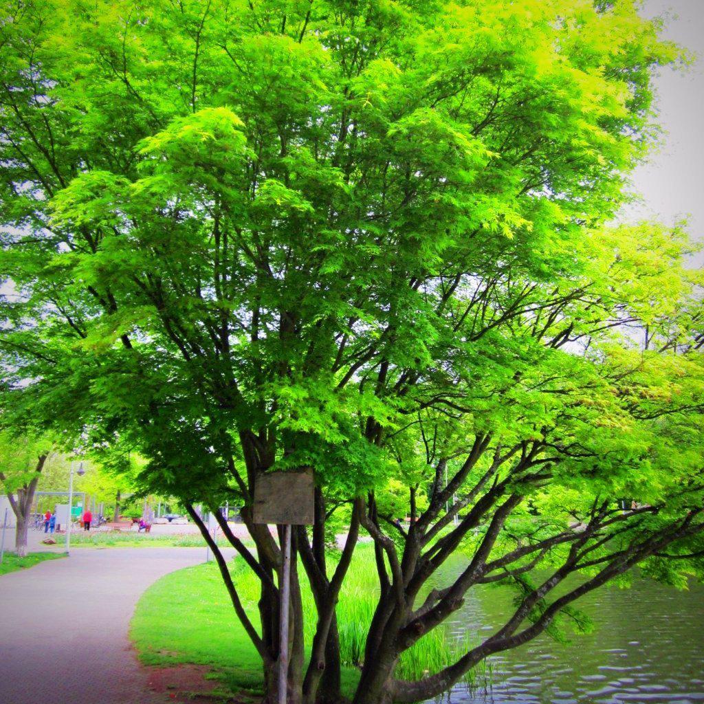 Mspl Afser Green Japanese Acer