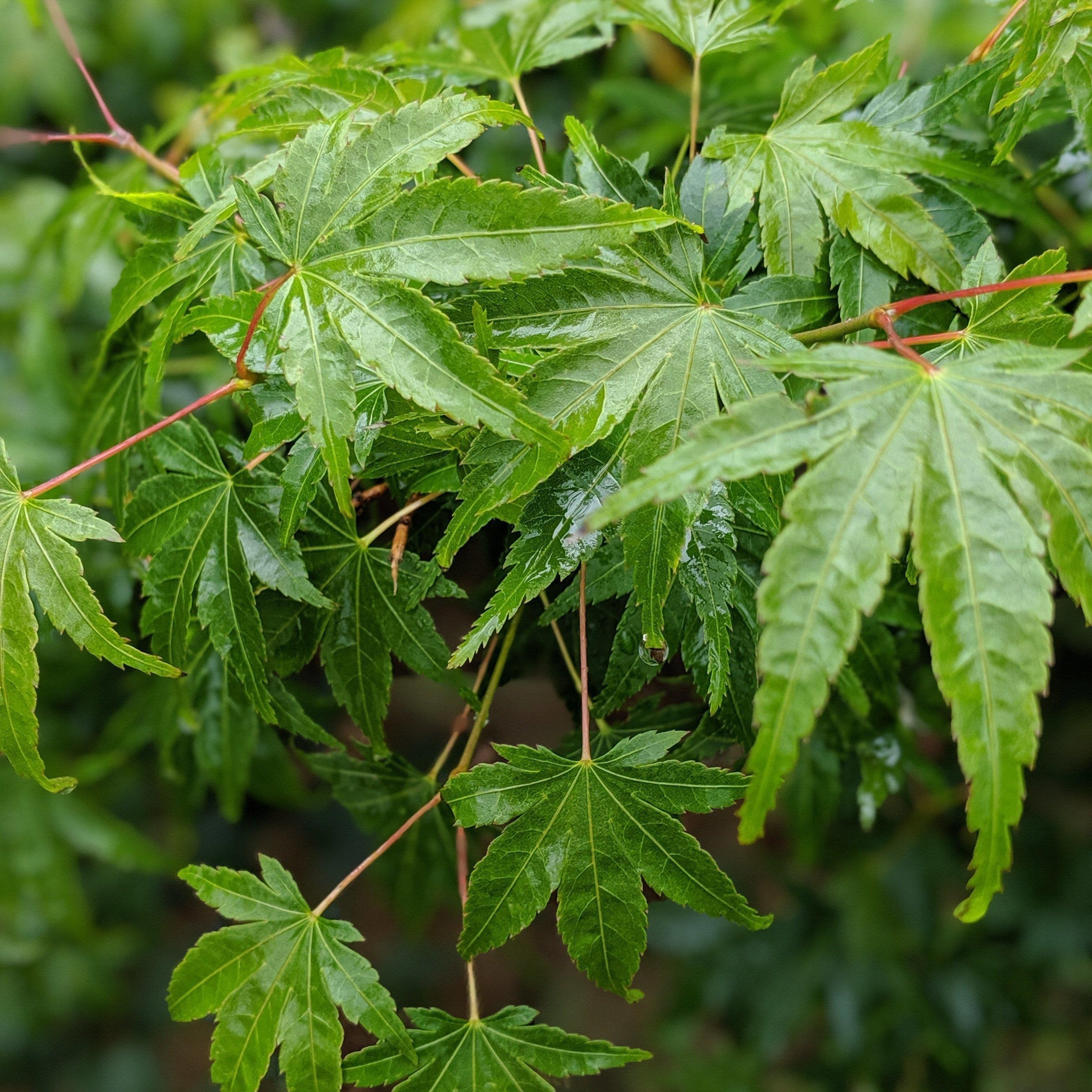 Standard Maple Green Leaf Japanese Maple Varieties