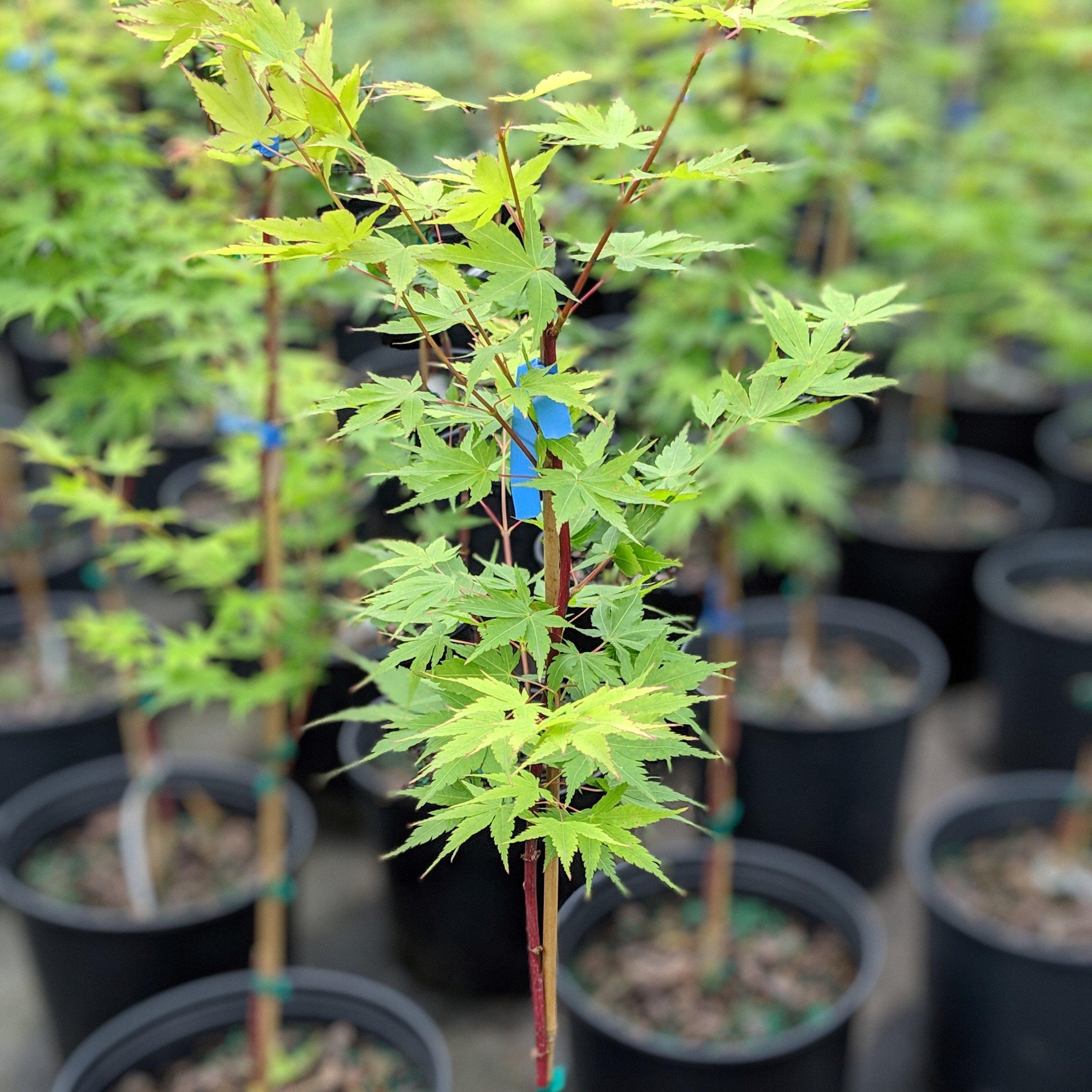 Mspl Afser Upright Acer Palmatum