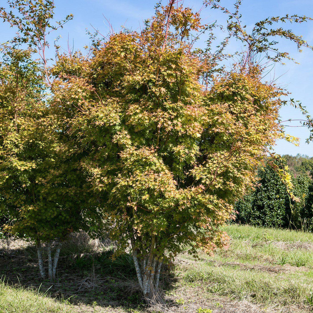 Sango Tree Sango Kaku Maple Sango Kaku Coral Bark Japanese Maple Tree - 1 Gallon ...