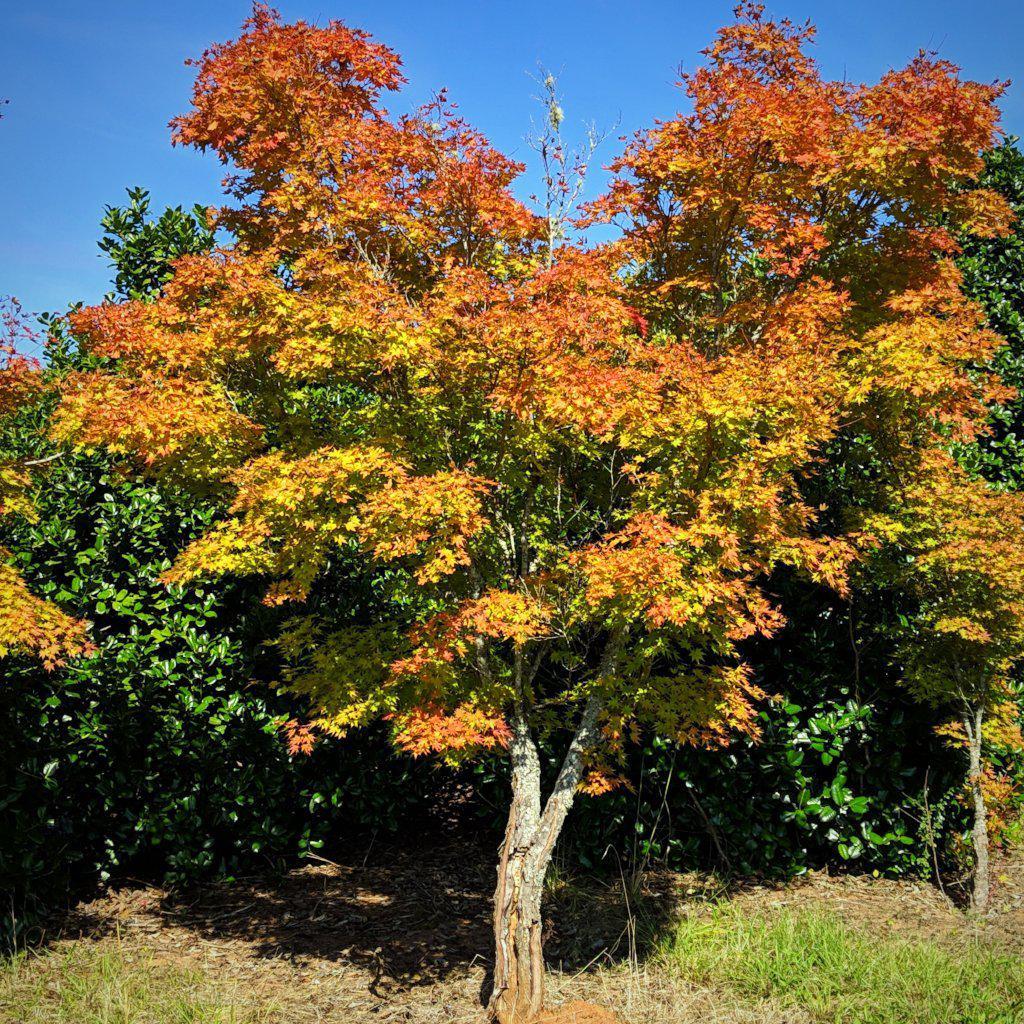 Sango Tree Acer palmatum 'Sango-kaku' ~ Coral Bark Japanese Maple – King's Sunset ...