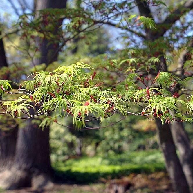 Acer Palmatum Seiryu Seiryu Japanese Maple King s Sunset Nursery Acer palmatum seiryu seiryu japanese maple king s sunset nursery