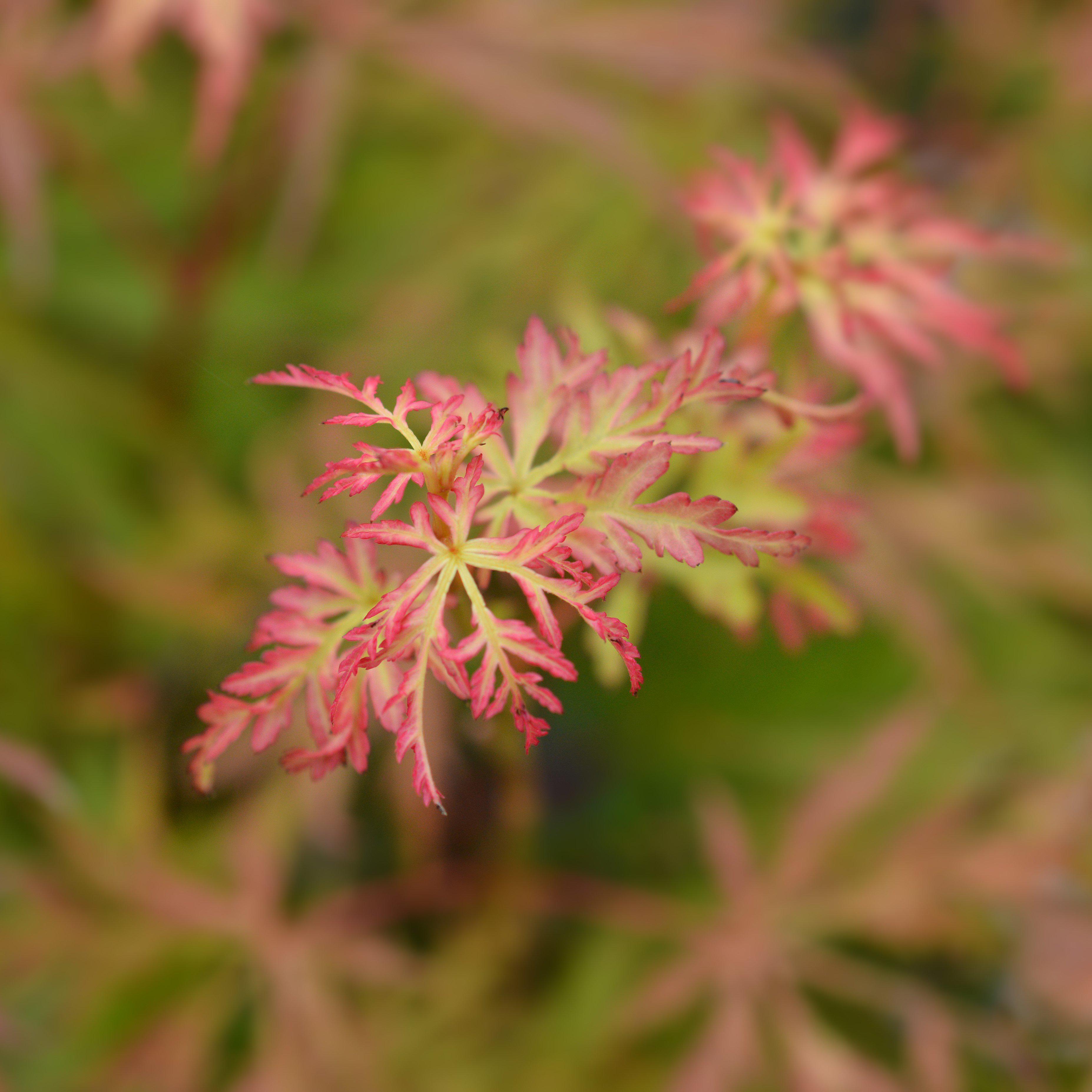 Acer Palmatum Seiryu Seiryu Japanese Maple King s Sunset Nursery Acer palmatum seiryu seiryu japanese maple king s sunset nursery