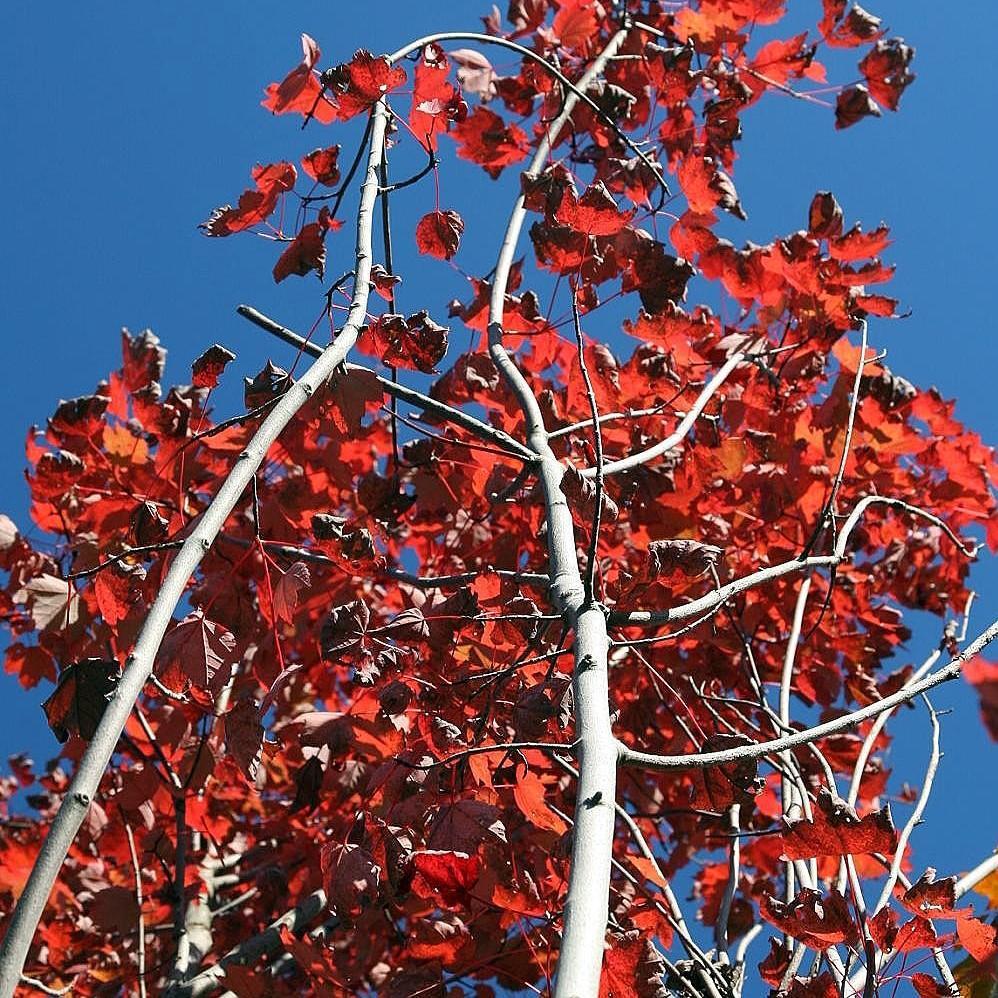 Acer rubrum 'Brandywine' Brandywine Red Maple King's Sunset Nursery