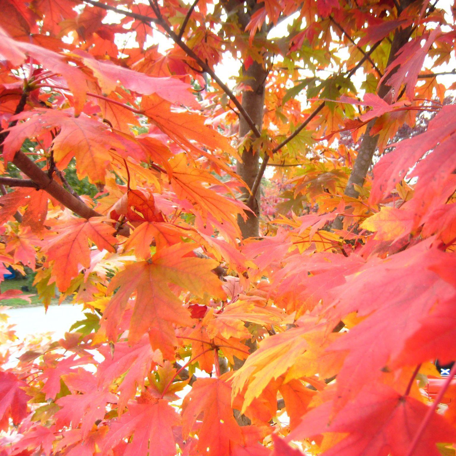 Red Maple (Acer rubrum): Essential Guide Red Maple (Acer rubrum): Essential Guide