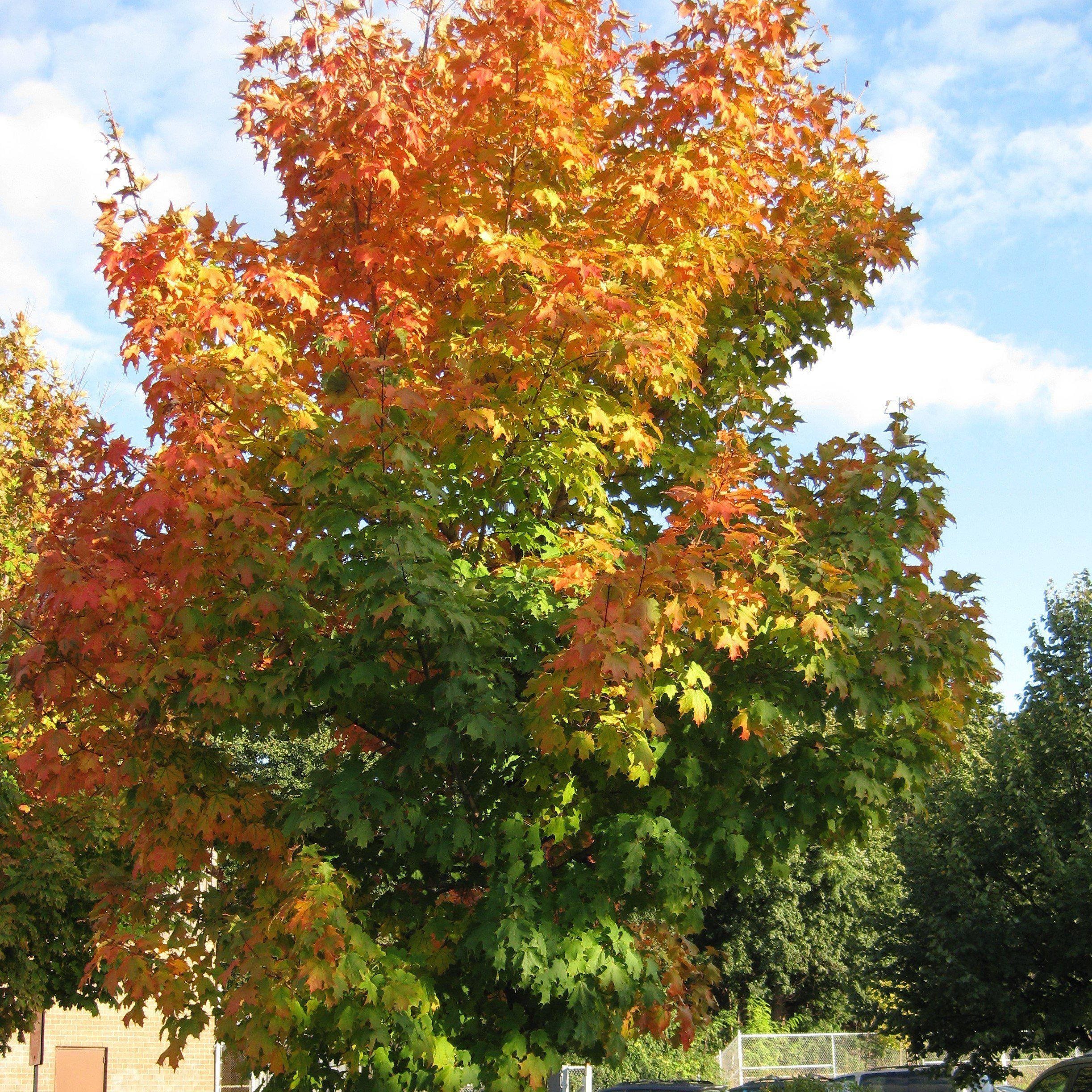 Sugar Maple - Acer Saccharum, Deciduous Trees