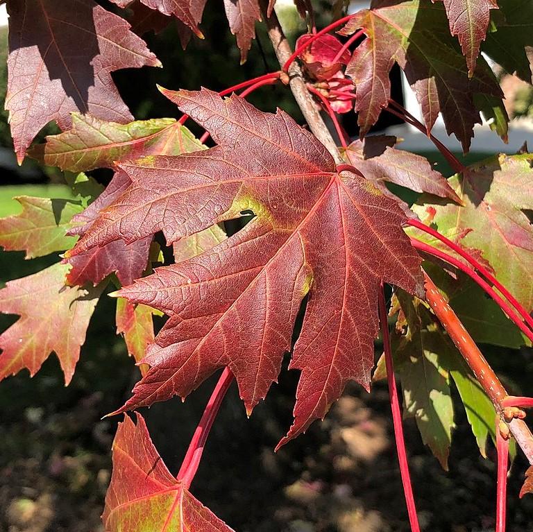 Acer x freemanii 'Jeffersred' ~ Autumn Blaze Freeman Red