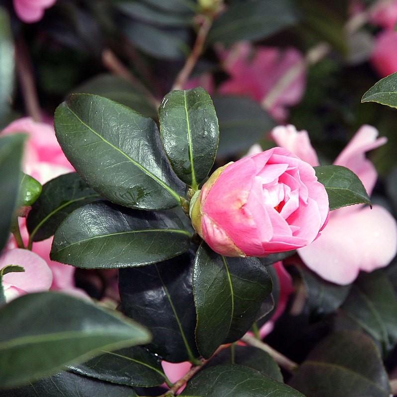 Camellia Japonica Roze (Japanse Roos Camellia Japonica Roze (Japanse Roos