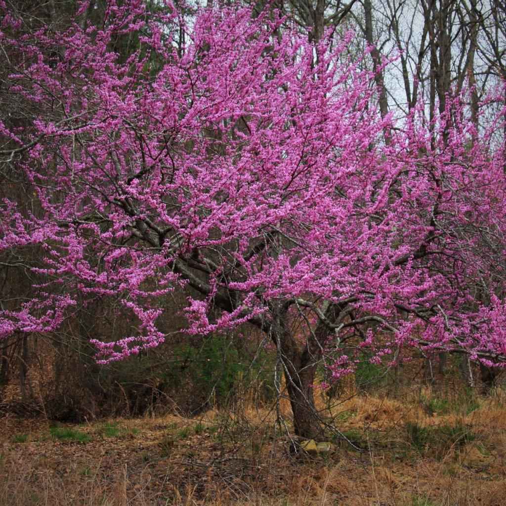 Pink Pom Poms Redbud Tree - Buy Flowering Trees