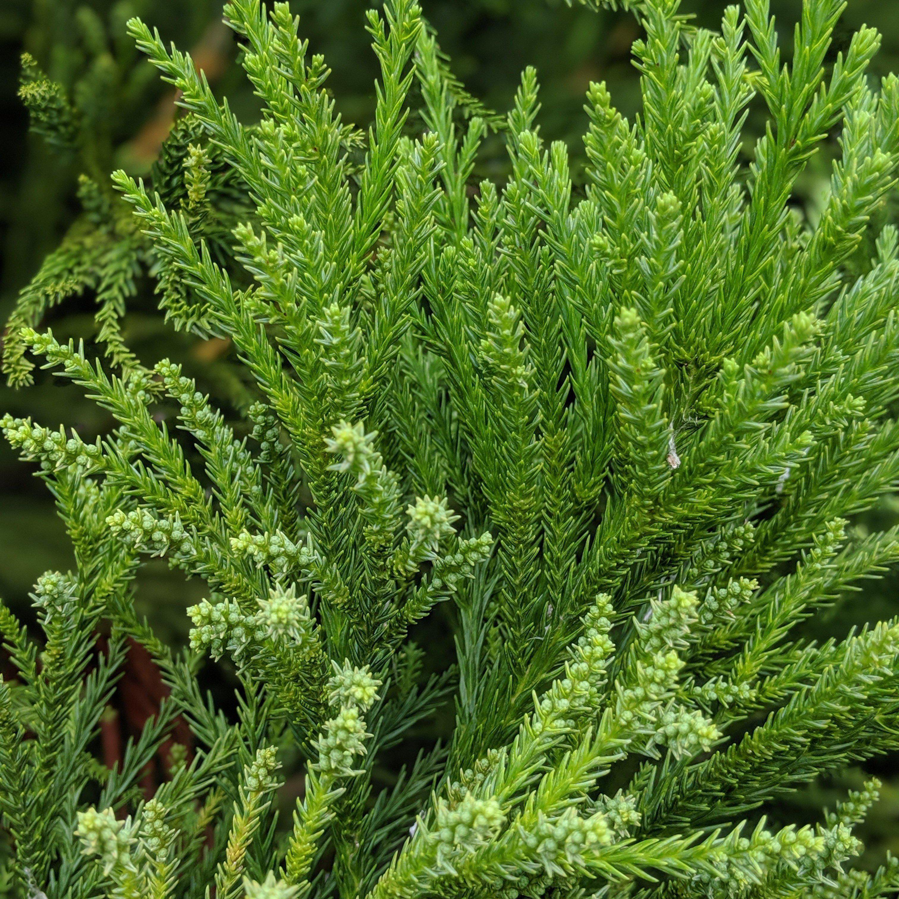 Cryptomeria japonica 'Radicans' ~ Blue-Green Japanese Cedar – King's ...