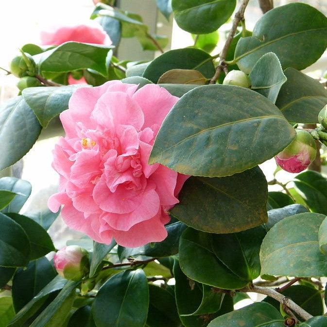 Camellia japonica 'Ack-Scent' ~ Ack-Scent Camellia – King's Sunset Nursery