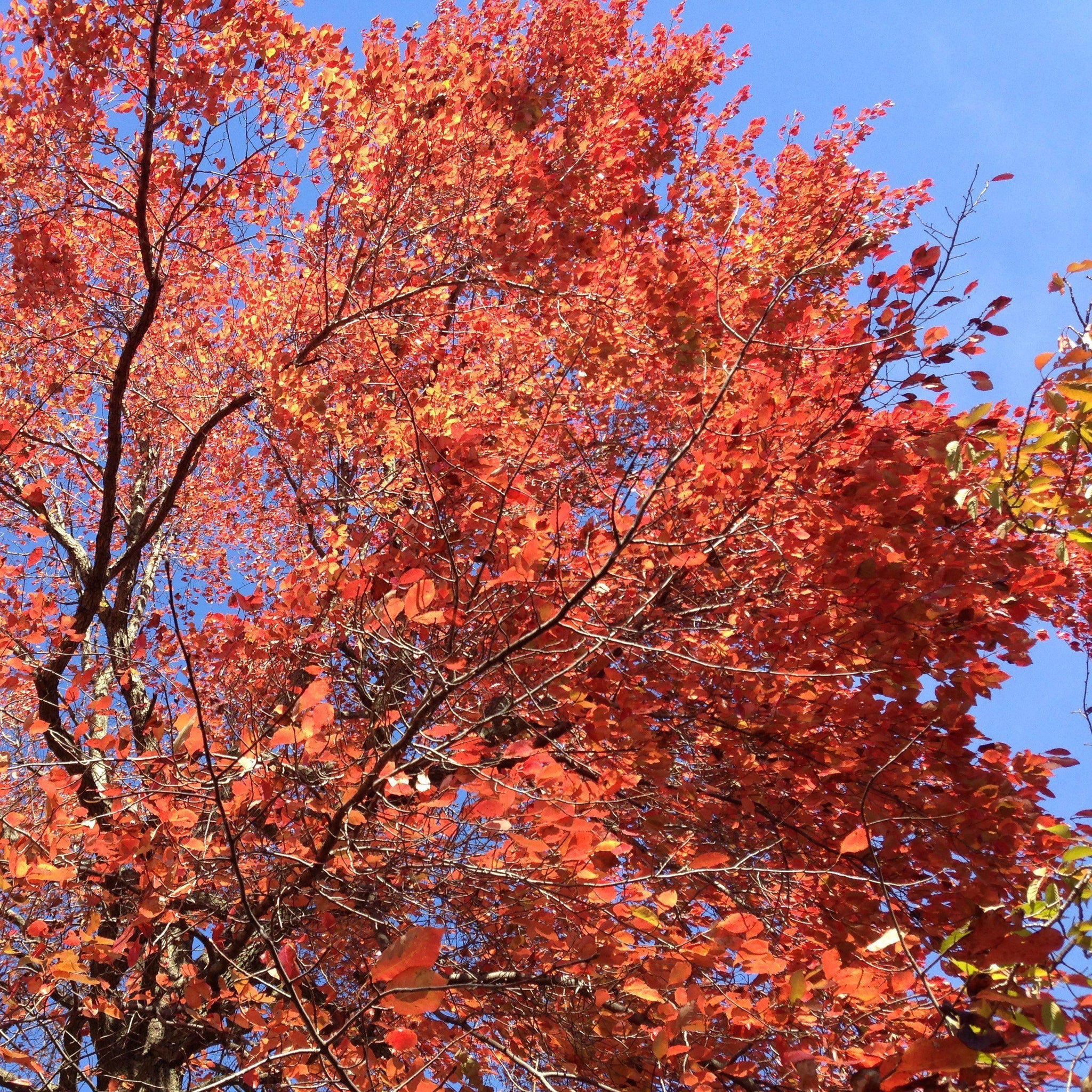 Nyssa sylvatica ~ Black Gum Tree – King's Sunset Nursery