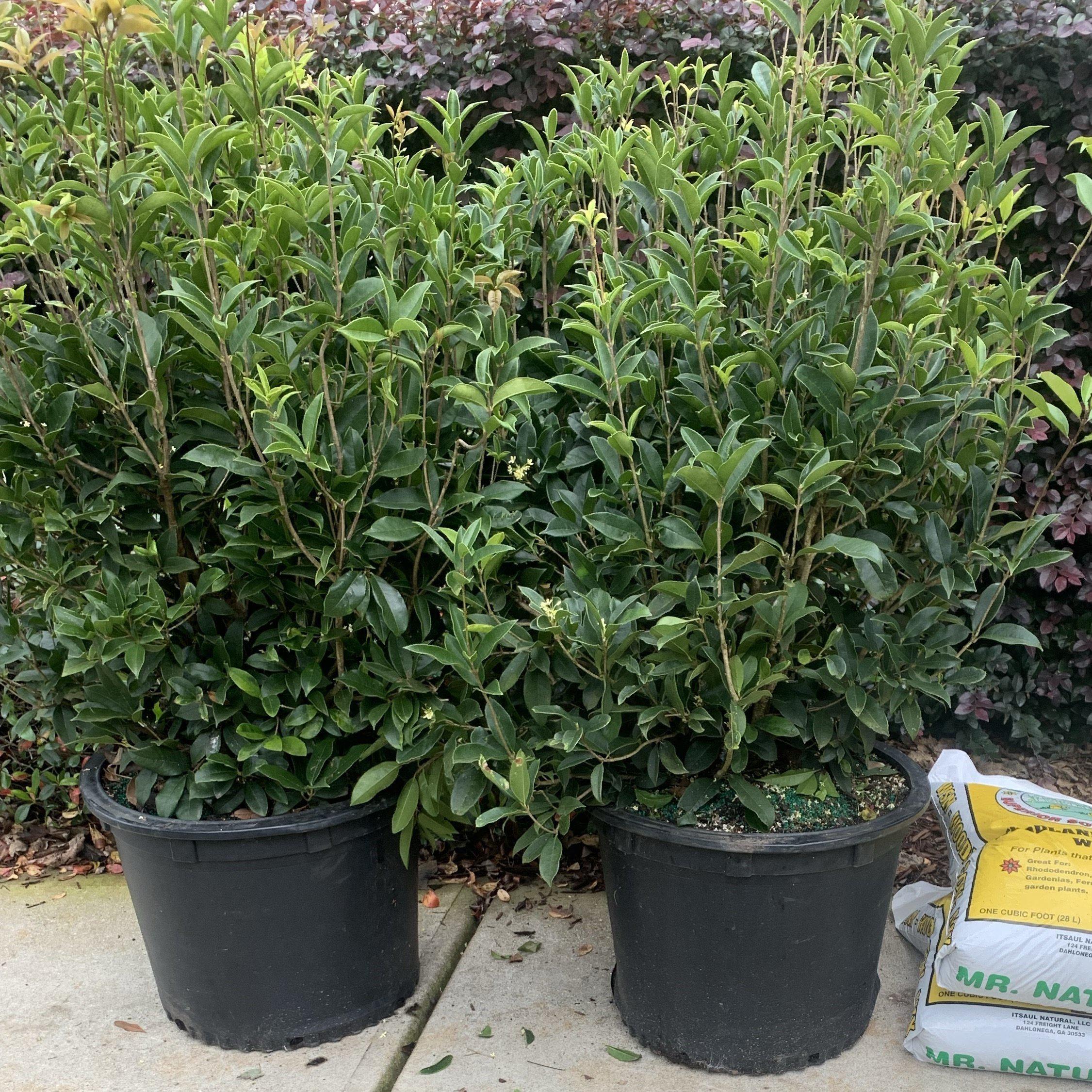 Fragrant Lead Tree Sweet Tea Olive Tree