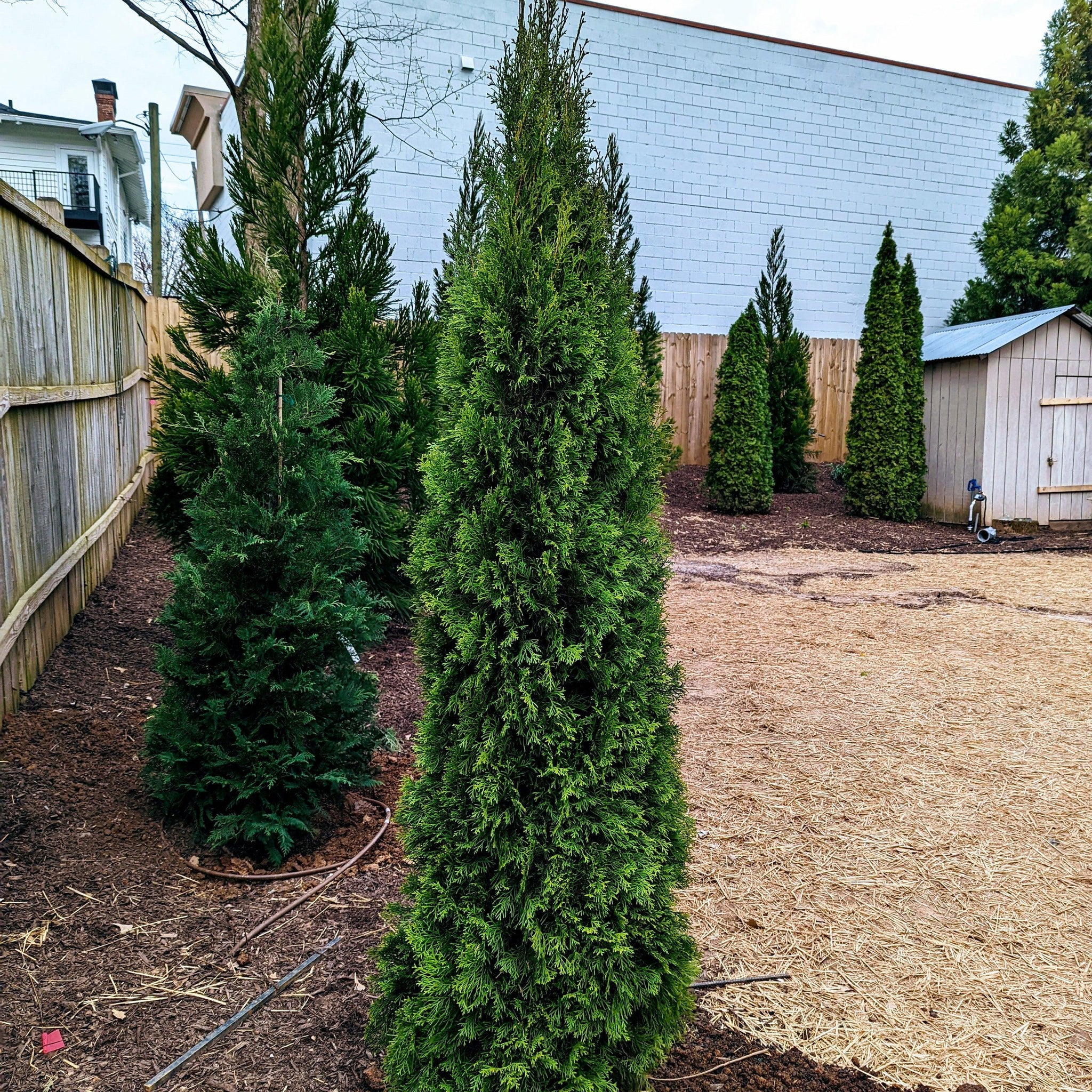 50 PCS - Thuja Tree Seeds (Arborvitae / Thuja Occidentalis), American
