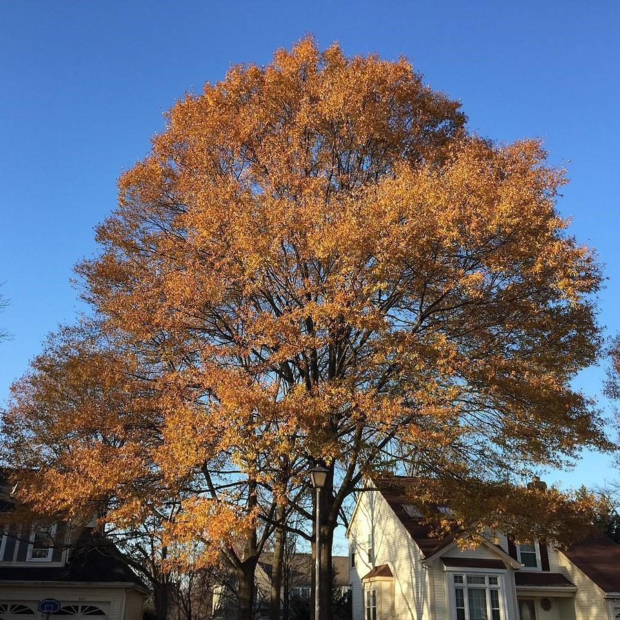 Quercus Phellos Fall Color Quercus phellos ~ Willow Oak – King's Sunset Nursery