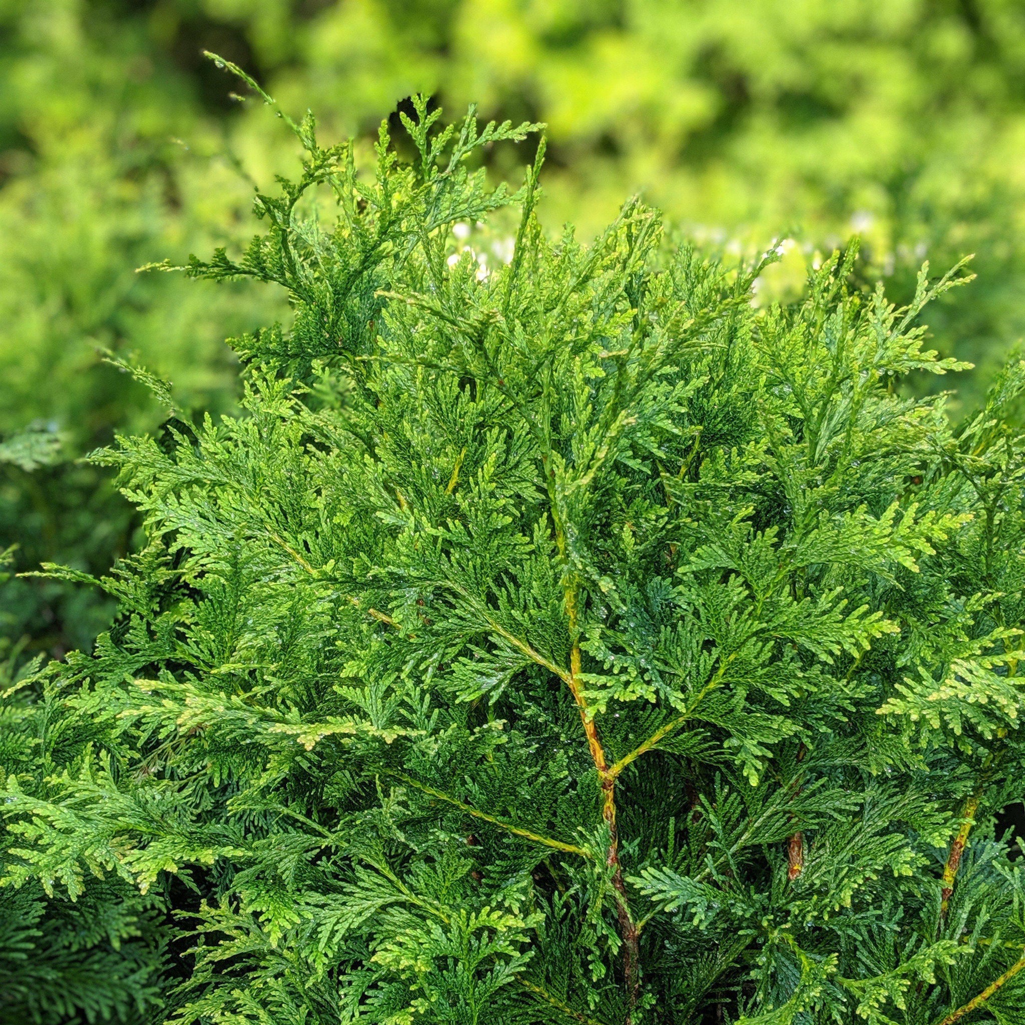 thuja smaragd versandkostenfrei Thuja Smaragd kaufen – schmale Hecke