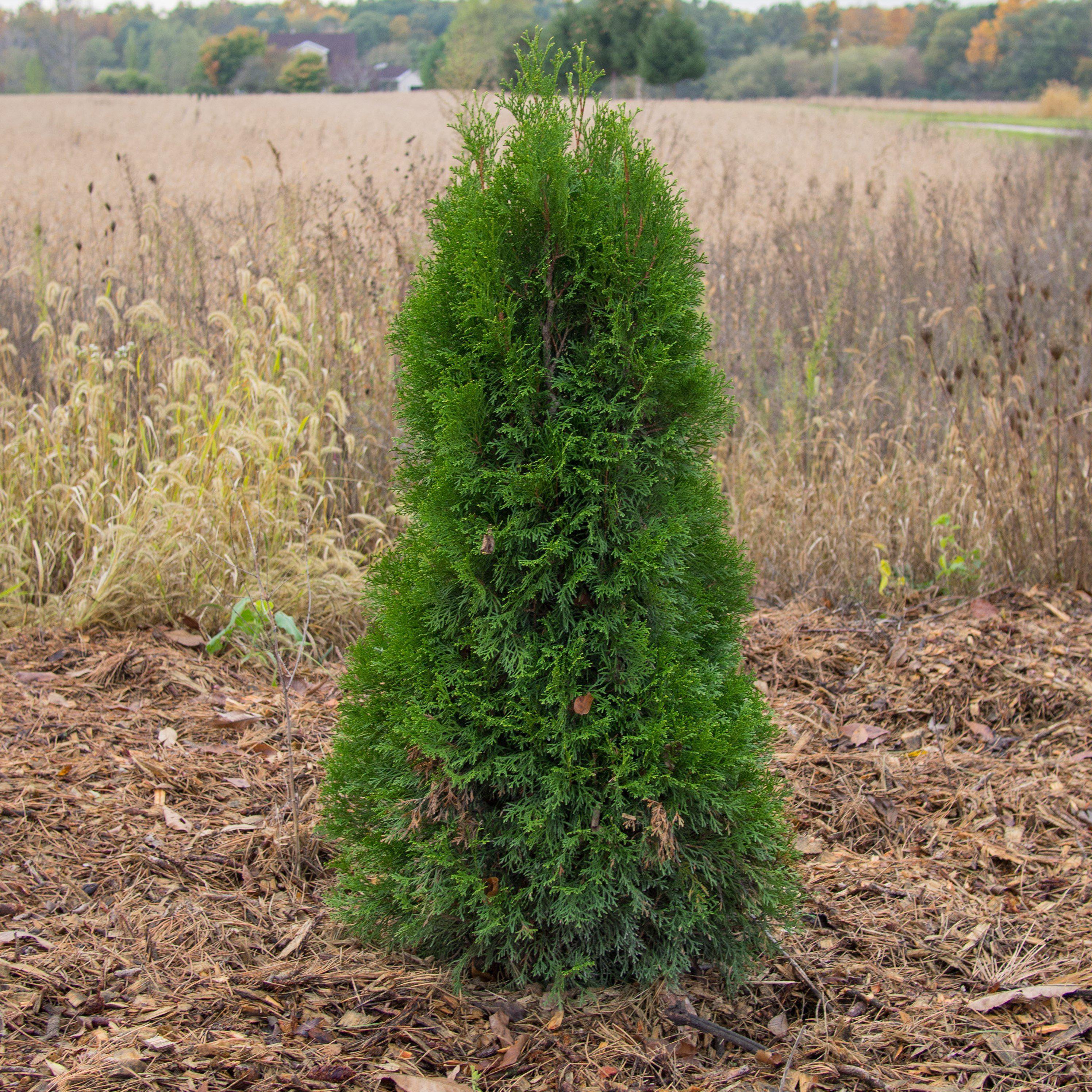 Thuja Occidentalis Smaragd Emerald Green Arborvitae King s Sunset thuja-occidentalis-smaragd-emerald-green-arborvitae-king-s-sunset