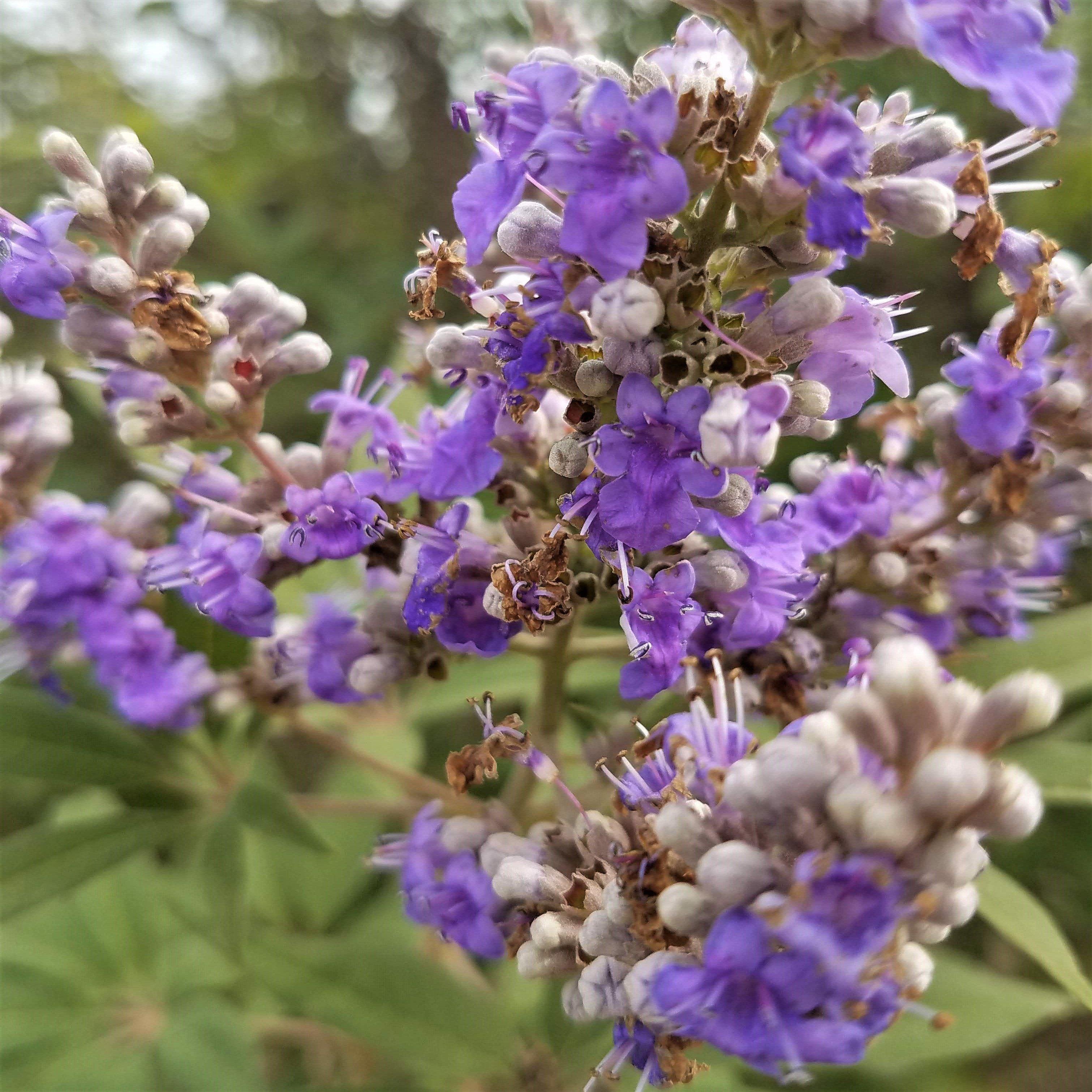 Castus Vitex agnus-castus 'Shoal Creek’ ~ Shoal Creek Chaste Tree – King's ...